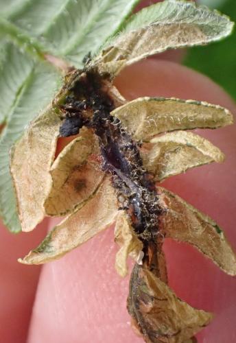 Chirosia grossicauda